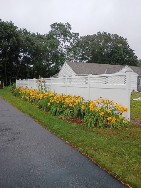 White vinyl fence behind a border of flowering daffodils